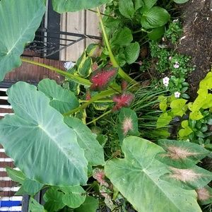 Meet your Posher, Deborah